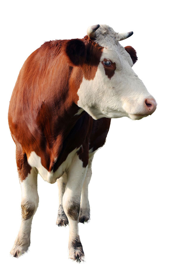 Friesen Nutrition cattle
