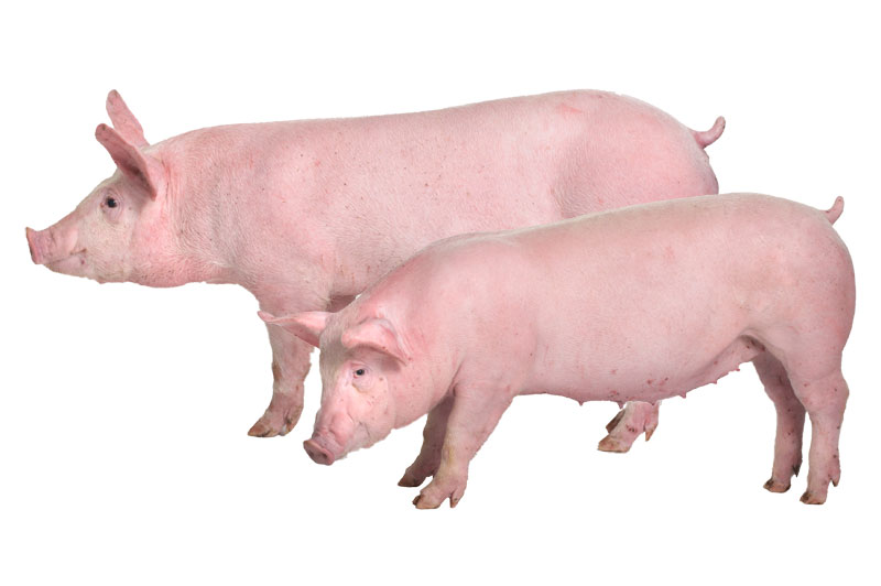 friesen pair of pigs
