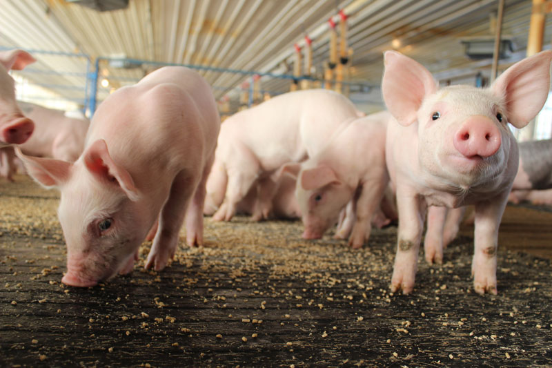 friesen nutrition pigs feeding